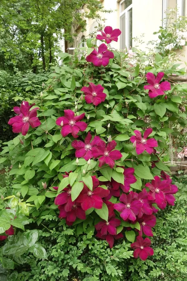 Burgundy Clematis Flower Seeds for Planting – Sun Loving Heirloom Non-GMO Seeds for Home Garden