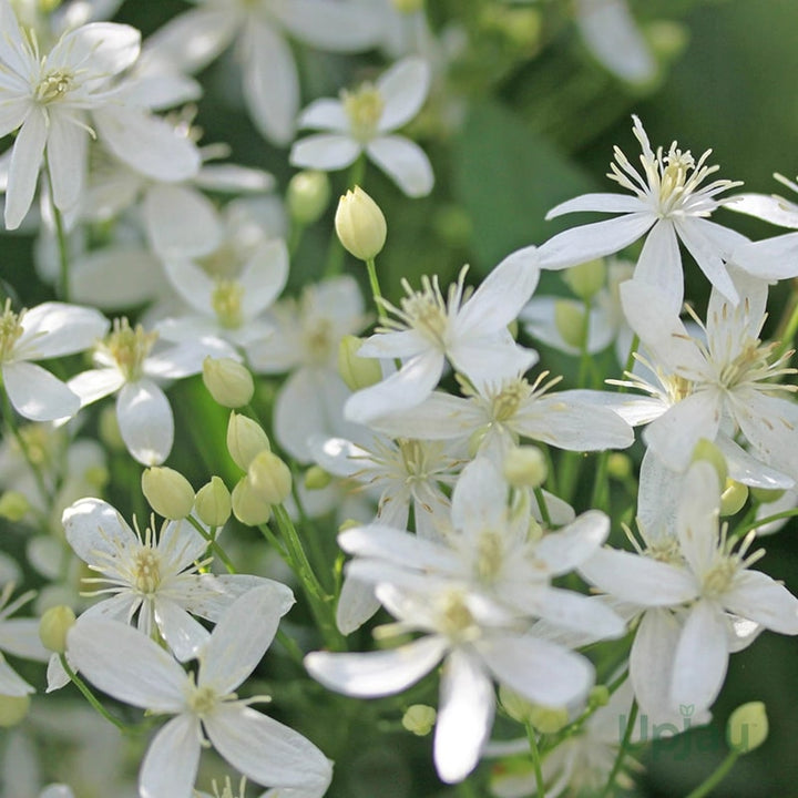 White Clematis Flower Seeds for Planting – Cottage Garden Essential, Heirloom &amp; Non-GMO Seeds