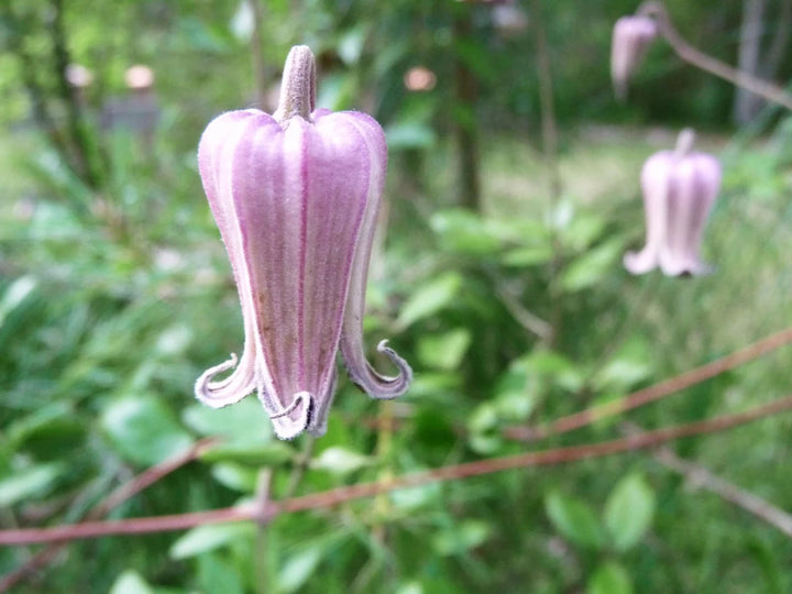 Clematis Reticulata Flower Seeds – Heirloom Non-GMO Organic Garden Seeds for Planting – Low Maintenance, High Germination Vines