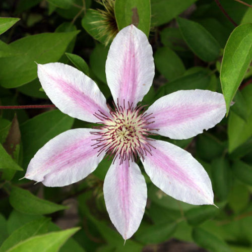 Nelly Moser Flower Seeds for Planting – Heirloom Non-GMO Wildflower Mix, High Germination