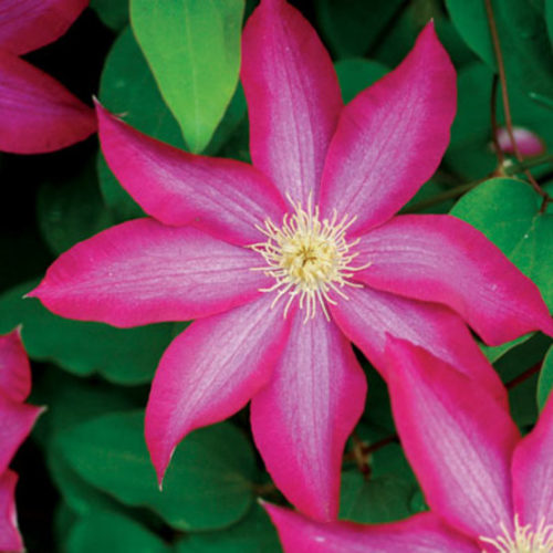 Deep Pink Clematis Flower Seeds for Planting – Heirloom Non-GMO, High Germination Organic Garden Seeds