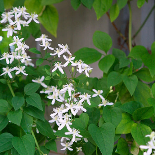Autumn Clematis Flower Seeds for Planting – Heirloom, Non-GMO, Garden Favorite Organic Garden Seeds