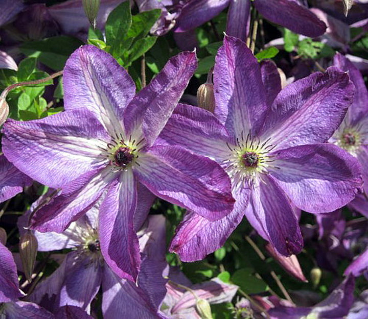 Violet White Clematis Flower Seeds for Planting – Heirloom, Non-GMO, Long Bloom Season, High Germination