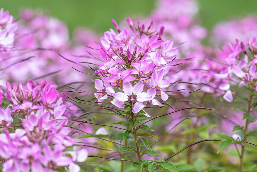 Pink Spiny Spider Flower Seeds for Planting – Heirloom Non-GMO, High Germination Organic Garden Seeds