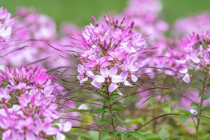 Pink Spiny Spider Flower Seeds for Planting – Heirloom Non-GMO, High Germination Organic Garden Seeds