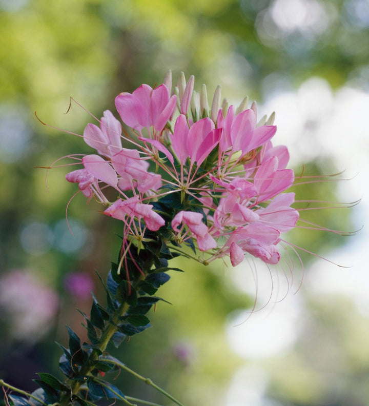 Pink Spiny Spider Flower Seeds for Planting – Heirloom Non-GMO, High Germination Organic Garden Seeds