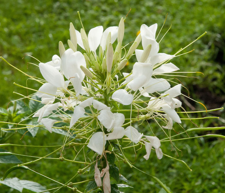 Cleome Flower Seeds for Planting – Shade Tolerant Heirloom Non-GMO Seeds for Home Garden