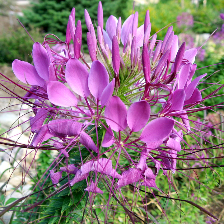 Purple Cleome Flower Seeds for Planting – Heirloom Non-GMO, High Germination Organic Garden Seeds