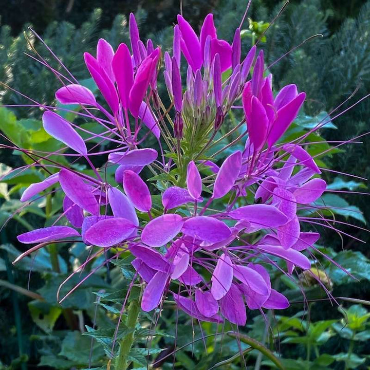 Purple Cleome Flower Seeds for Planting – Heirloom Non-GMO, High Germination Organic Garden Seeds