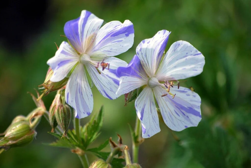 Blue White Pelargonium Flower Seeds for Planting – Heirloom Non-GMO, High Germination Organic Garden Seeds
