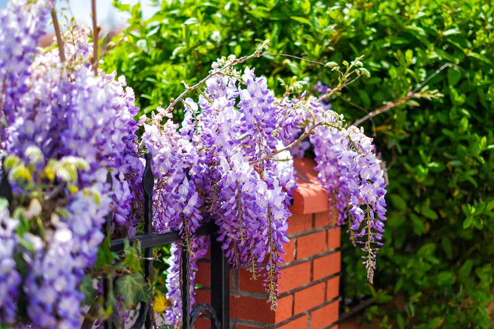 Perennial Vine Climbing Flower Seeds for Planting – Heirloom, Non-GMO, High Germination Organic Garden Seeds