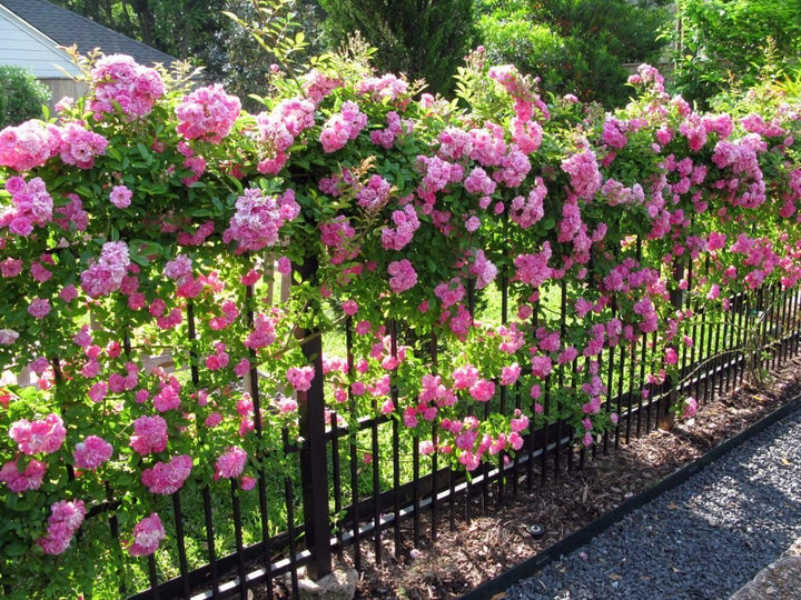 Climbing Rose Flower Seeds for Planting – Vibrant Heirloom Non-GMO Organic Garden Seeds