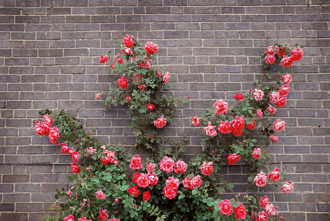 Pink Climbing Rose Flower Seeds for Planting – Creeper Pink Rose, Heirloom, Non-GMO, Pollinator Friendly