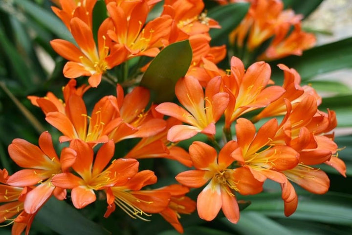 Clivia Flower Seeds for Planting - Heirloom, Non-GMO, Pollinator Friendly, High Germination Garden Seeds
