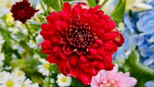 Dark Red Two Color Dahlia Flower Seeds for Planting – Pollinator Friendly, Heirloom, Non-GMO, High Germination Organic Garden Seeds