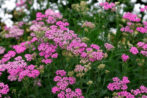 Pink Cerise Flower Seeds for Planting – Heirloom Non-GMO, High Germination Organic Garden Seeds