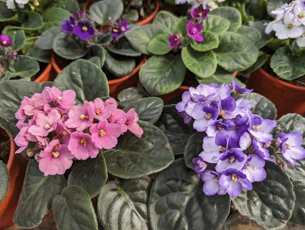 Pink Blue Saintpaulia Flower Seeds for Planting – Heirloom Non-GMO High Germination Organic Garden Seeds