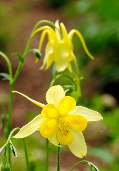 Light Yellow Aquilegia Flower Seeds for Planting – Heirloom, Non-GMO, High Germination Organic Garden Seeds
