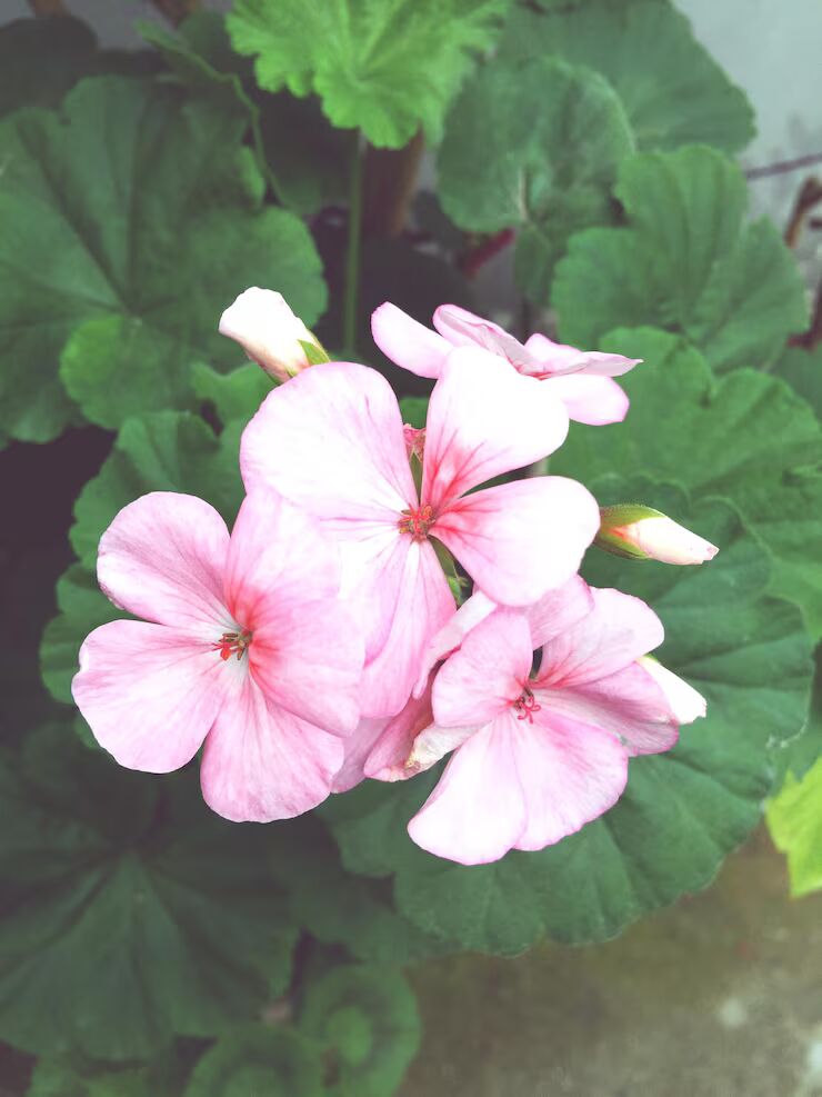 Light Pink White Geranium Flower Seeds for Planting – Heirloom, Non-GMO, Easy to Grow, High Germination