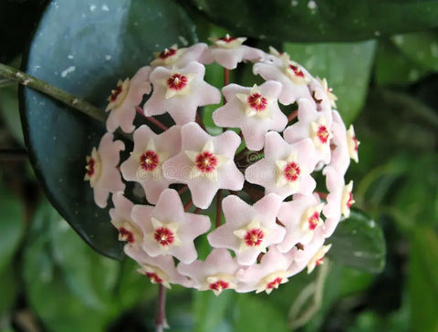 Hoya Flower Seeds for Planting Blue Sky – Bright Blooms, Heirloom & Non-GMO, High Germination Organic Garden Seeds
