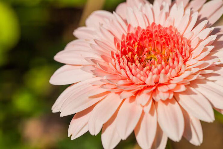 White Orange Aster Flower Seeds for Planting – Heirloom, Non-GMO, High Germination Organic Garden Seeds