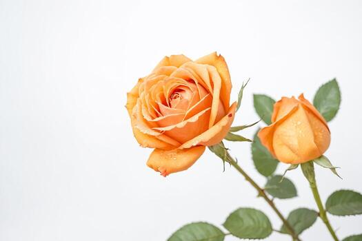 Clay Orange Rose Flower Seeds for Planting – Heirloom, Non-GMO, High Germination Organic Garden Seeds