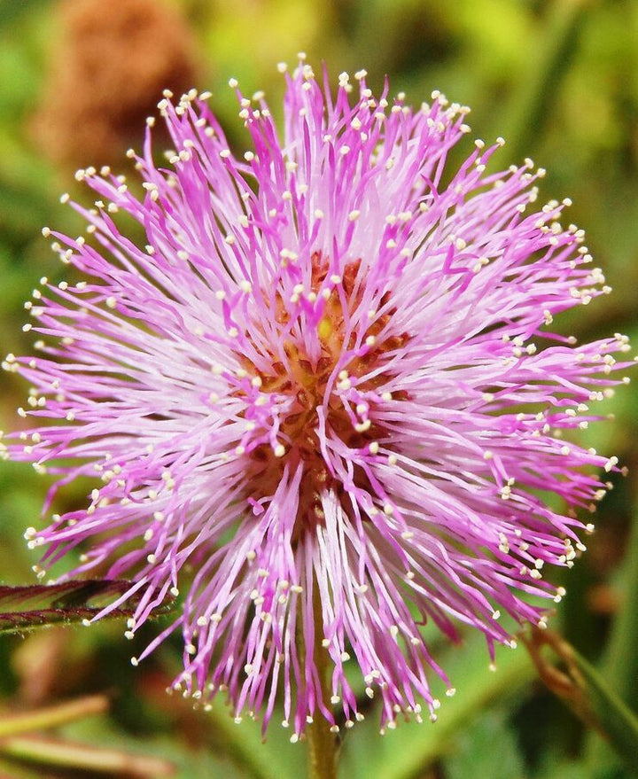Pink Arctium Lappa Flower Seeds for Planting – Heirloom Non-GMO, High Germination Organic Garden Seeds