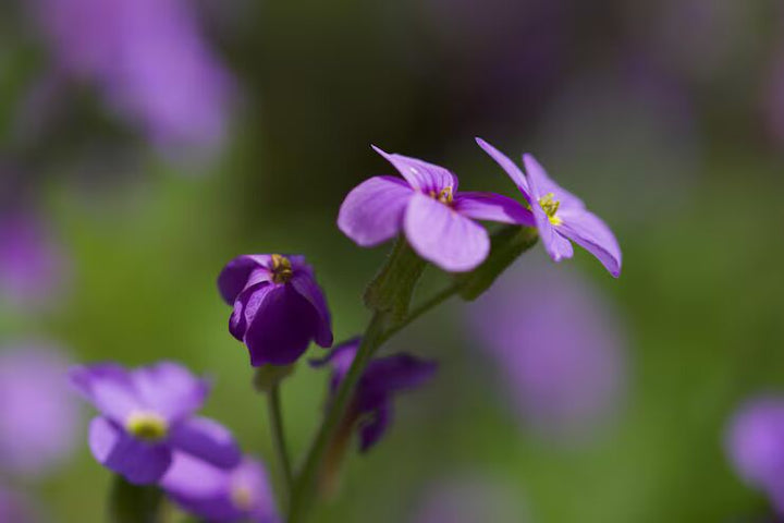 Light Violet Mini Violet Flower Seeds for Planting – Low Maintenance, Heirloom, Non-GMO, High Germination Organic Garden Seeds