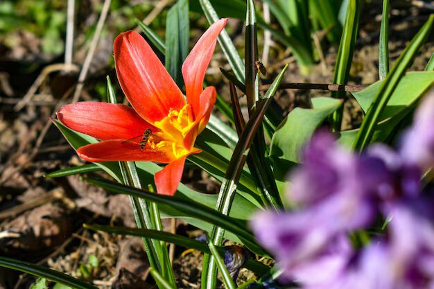 Red Crocus Flower Seeds for Planting – Heirloom, Non-GMO, Pollinator Friendly, High Germination