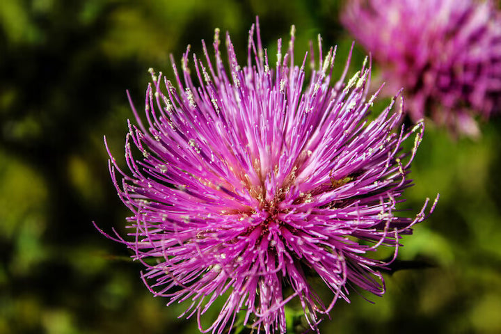 Pink Arctium Lappa Flower Seeds for Planting – Heirloom Non-GMO, High Germination Organic Garden Seeds