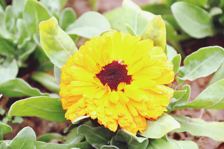 Brown Yellow Zinnia Flower seeds for Planting – Hardy Variety, Heirloom &amp; Non-GMO Seeds for Home Garden