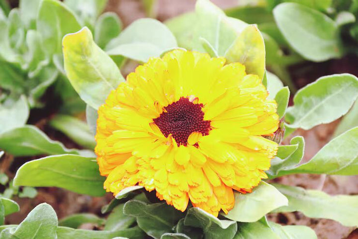 Brown Yellow Zinnia Flower seeds for Planting – Hardy Variety, Heirloom &amp; Non-GMO Seeds for Home Garden