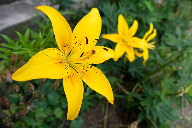 Yellow Lilium Brownii Flower Seeds for Planting – Heirloom, Non-GMO, High Germination Organic Garden Seeds