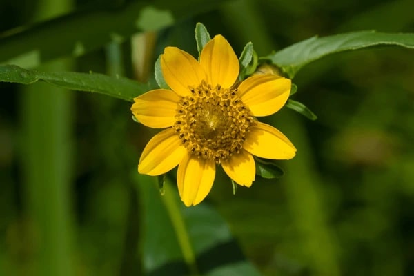 Bidens Cernua Flower Seeds for Planting – Heirloom Non-GMO Cut Flower, High Germination Organic Garden Seeds