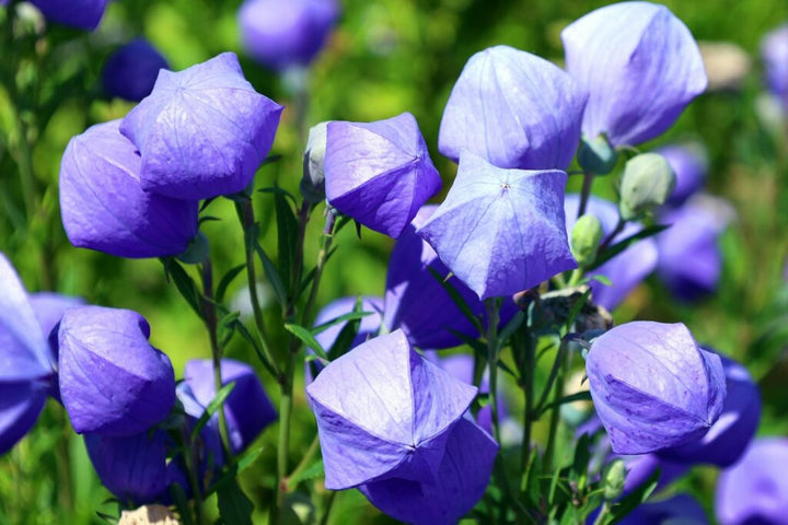Balloon Flower Seeds for Planting – Heirloom Non-GMO Seeds for Home Garden, High Germination