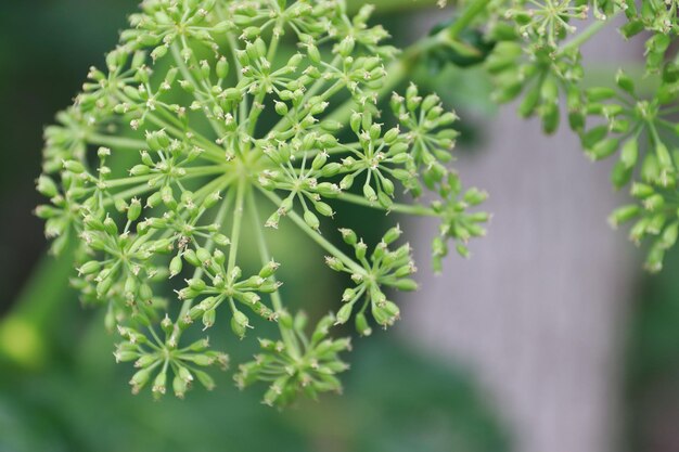 Ashitaba (Angelica Keiskei) Organic Seeds for Planting – Heirloom Non-GMO High Germination