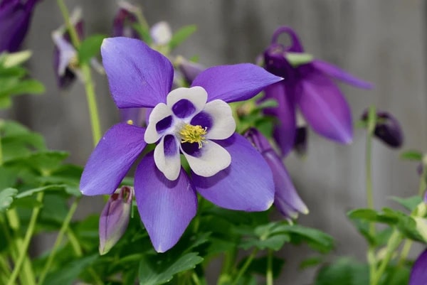 White Dark Violet Aquilegia Flower Seeds for Planting – Heirloom, Non-GMO, High Germination Garden Seeds