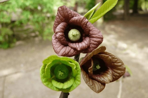 Green Asminia Triloba Flower Seeds for Planting – Heirloom, Non-GMO, High Germination Organic Garden Seeds