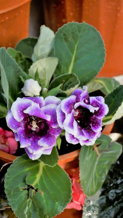 Purple White Gloxinia Flower Seeds for Planting – Heirloom, Non-GMO, Compact Growth, High Germination