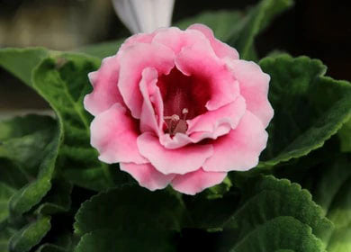 Pink White Gloxinia Flower Seeds for Planting – Heirloom, Non-GMO, High Germination Garden Seeds