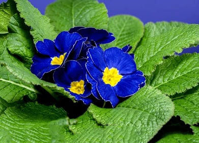 Dark Blue Primula Flower Seeds for Planting – Heirloom, Non-GMO, High Germination Organic Garden Seeds