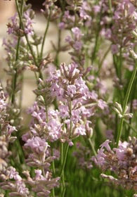 Pink Lavender Flower Seeds for Planting Drought Tolerant Heirloom Non-GMO Organic Garden Seeds High Germination
