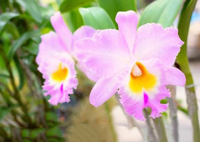 Light Pink Cattleya Flower Seeds for Planting – Heirloom Non-GMO High Germination Organic Garden Seeds