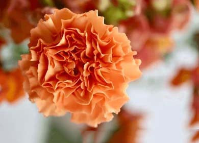 Orange Carnation Flower Seeds for Planting – Heirloom, Non-GMO, Compact High Germination Seeds