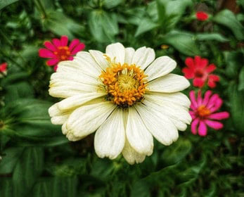 White Yellow Zinnia Flower Seeds for Planting – Cut Flower Favorite, Heirloom & Non-GMO Home Garden Seeds