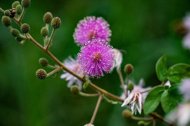 Lavender Mimosa Pudica Flower Seeds for Planting – Easy to Grow, Heirloom, Non-GMO, Organic Garden Seeds