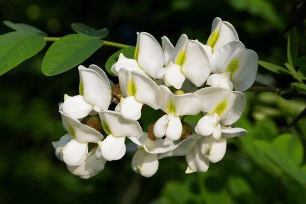 White Acacia Perennial Flower Seeds for Planting – Heirloom, Non-GMO, Pollinator Friendly, High Germination