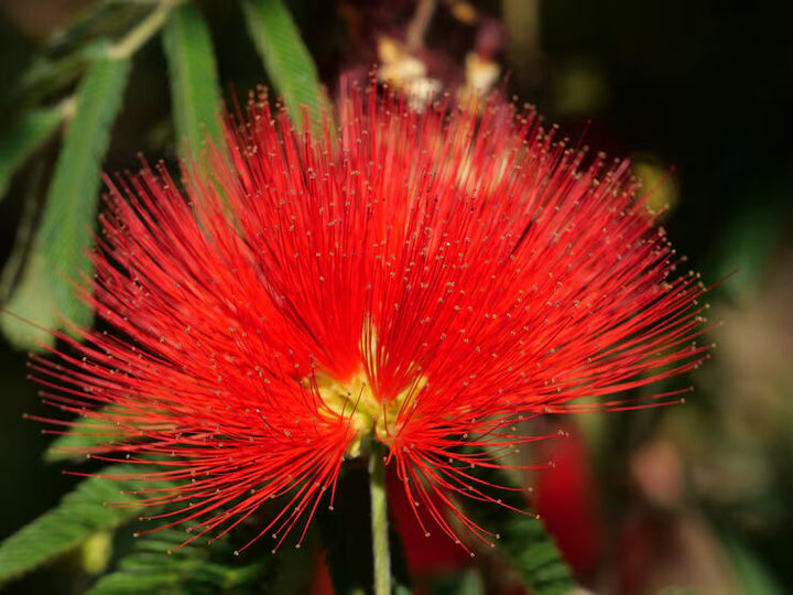 Red Acacia Flower Seeds for Planting - Heirloom, Non-GMO, High Germination Organic Garden Seeds