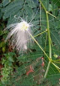 White Albizia Flower Seeds for Planting – Heirloom, Non-GMO, High Germination Organic Garden Seeds
