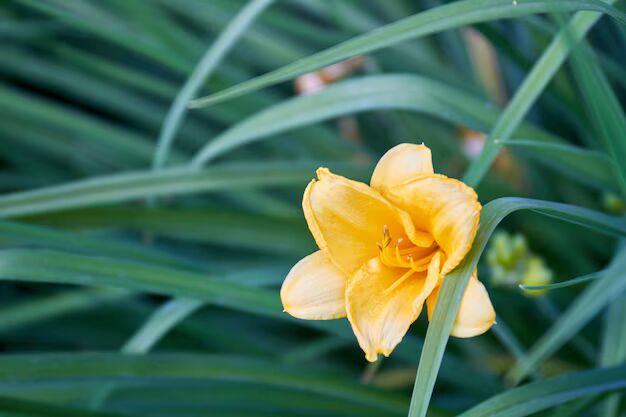 Yellow Amaryllis Flower Seeds – Heirloom, Non-GMO, High Germination Organic Garden Seeds for Planting